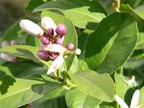 Lemon Flowers