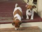 Outside puppies
