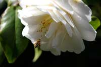Bee In Flight