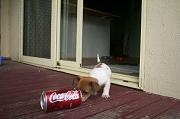 Drink Coke!